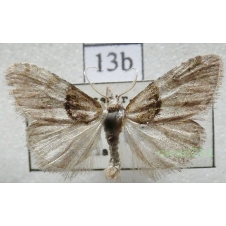 Nola cucullatella (Linnaeus, 1758) Czech13b